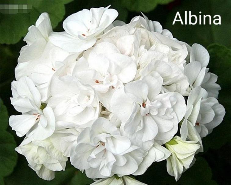 Пеларгония Альбина (Albina) 3