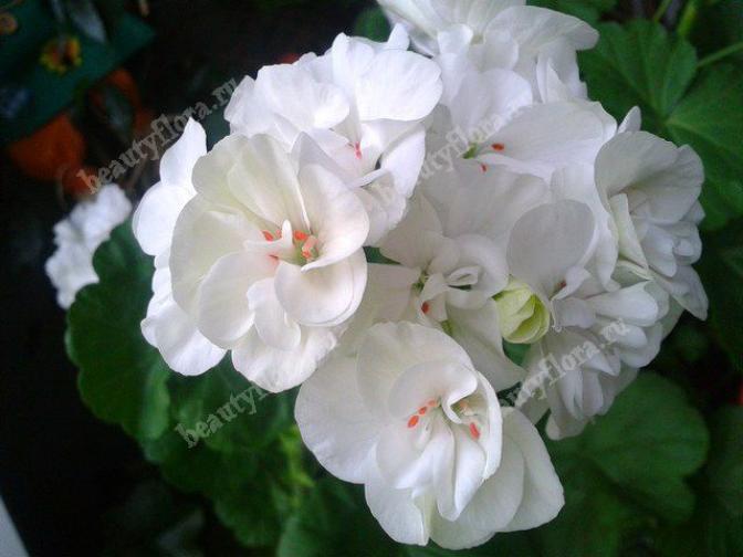 Пеларгония Альбина (Albina) 4