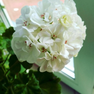 Пеларгония Альбина (Albina)