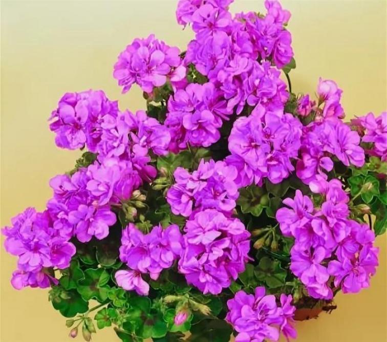 Пеларгония Аметист 2