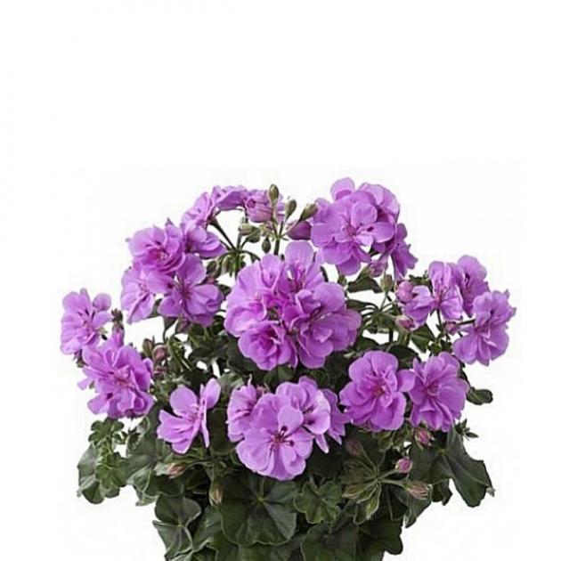 Пеларгония Аметист 3