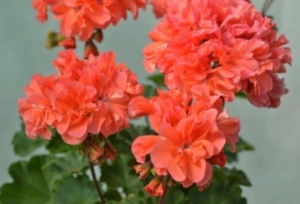 Пеларгония Annsbrook Peaches