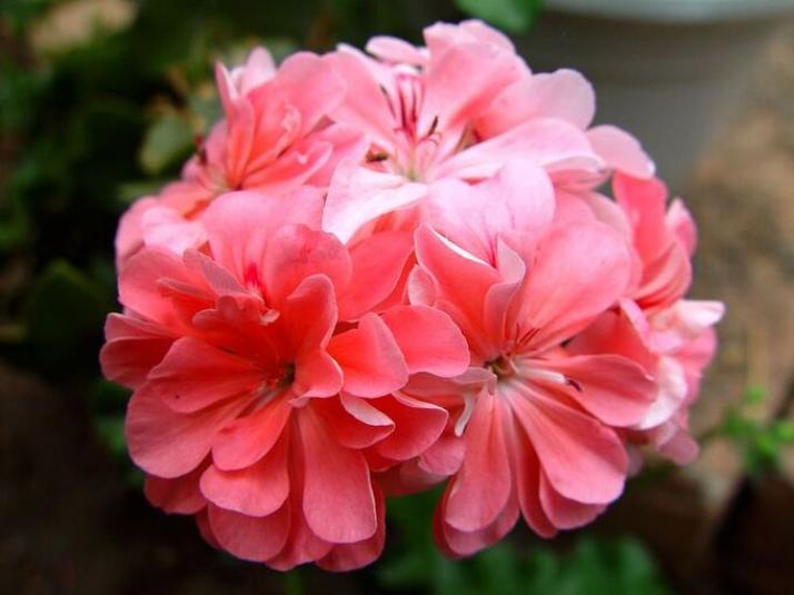 Пеларгония Apricot Queen 2