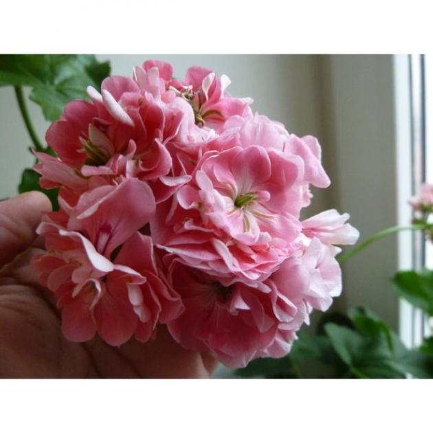 Пеларгония Apricot Queen 4