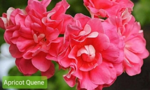 Пеларгония Apricot Queen