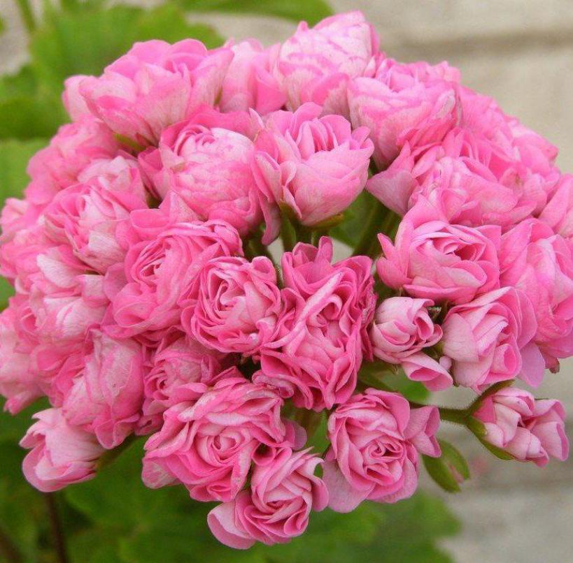 Пеларгония Австралиан Пинк Розебуд (Australian Pink Rosebud, Swanland Pink) 2