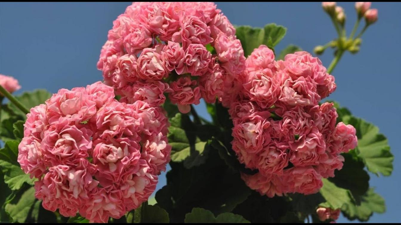 Пеларгония Австралиан Пинк Розебуд (Australian Pink Rosebud, Swanland Pink) 4