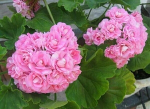 Пеларгония Австралиан Пинк Розебуд (Australian Pink Rosebud, Swanland Pink)