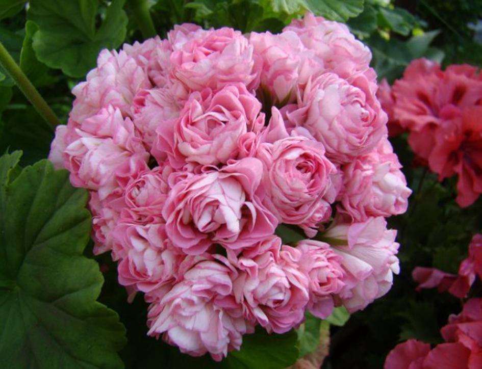 Пеларгония Австралиан Пинк Розебуд (Australian Pink Rosebud, Swanland Pink) 5