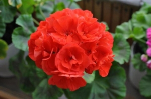 Пеларгония Айнсдейл Дюк (Ainsdale Duke)