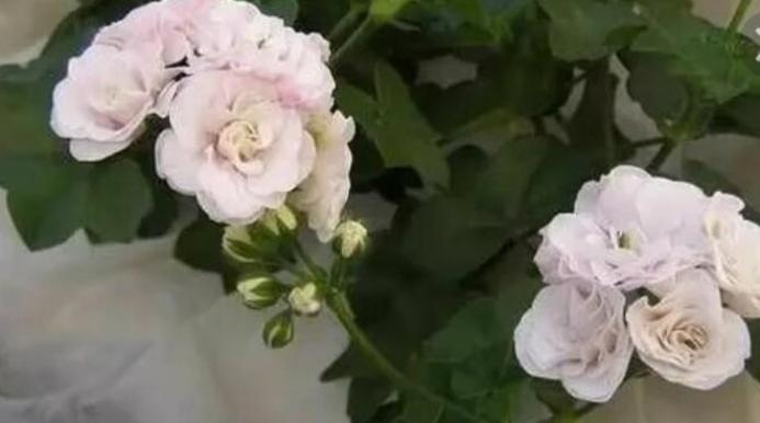 Пеларгония Айс Роуз (Ice Rose) 5