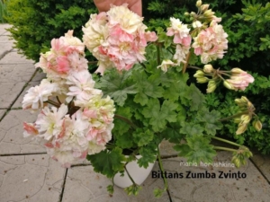 Пеларгония Bittans Zumba Zwinto