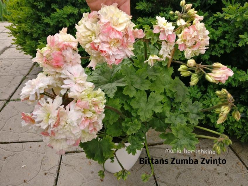 Пеларгония Bittans Zumba Zwinto