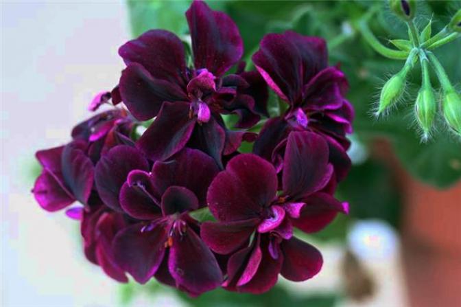 Пеларгония Black Magic 2