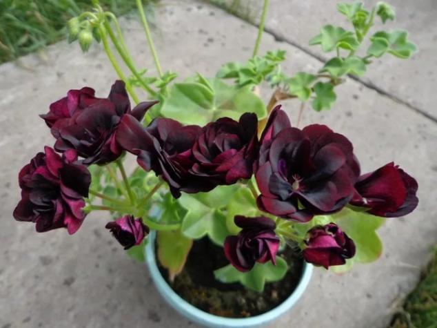 Пеларгония Black Magic 3
