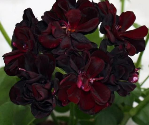 Пеларгония Black Magic 4