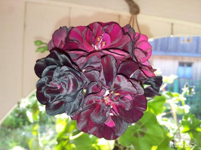 Пеларгония Black Magic 5