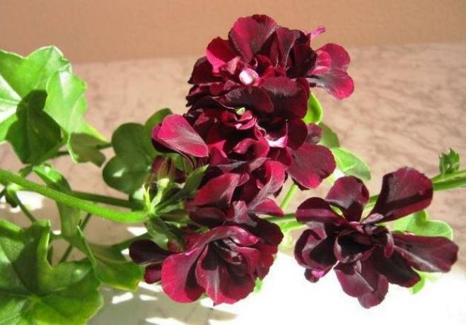 Пеларгония Black Magic
