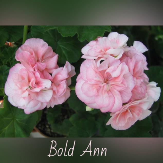 Пеларгония Болд Анн (Bold Ann ) 3