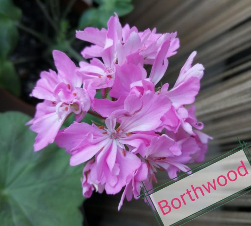 Пеларгония Borthwood 6