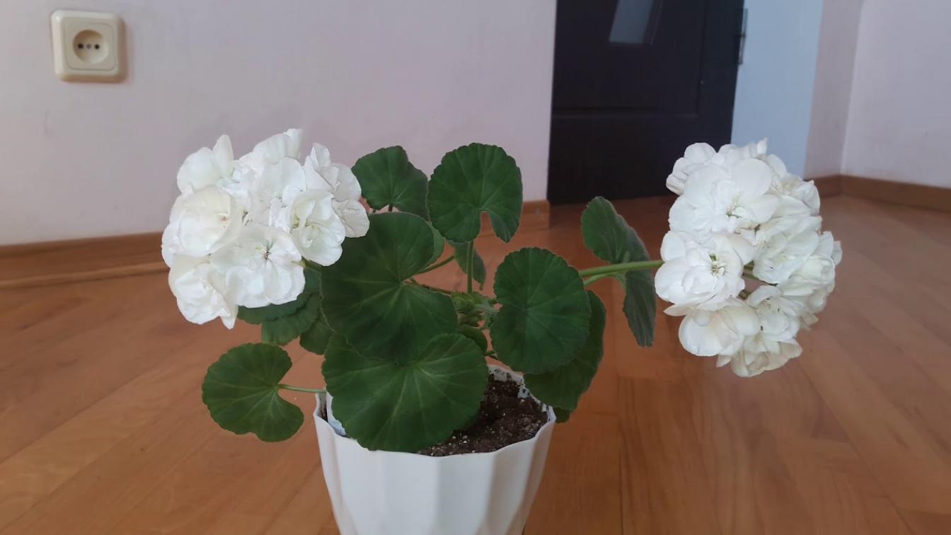Пеларгония Brixworth Pearl 2