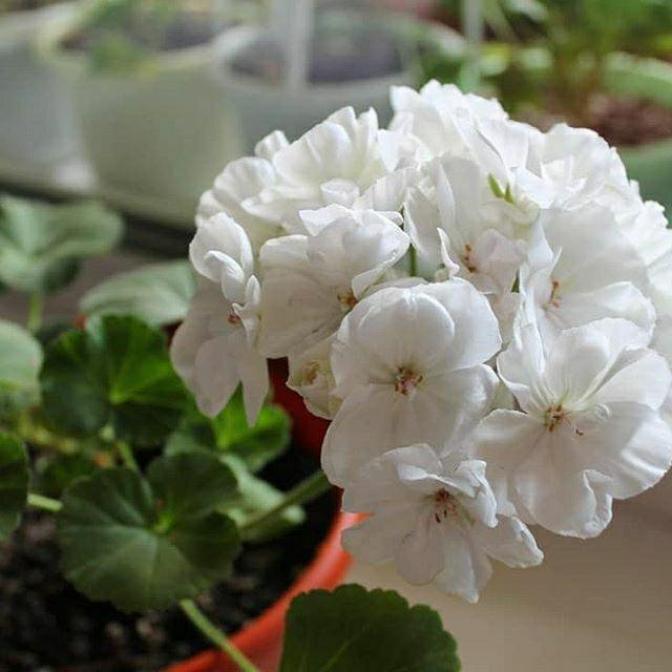 Пеларгония Brixworth Pearl 5