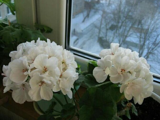 Пеларгония Brixworth Pearl
