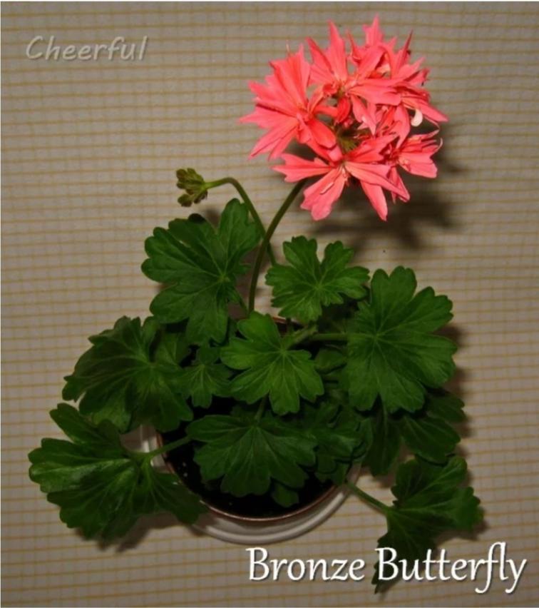 Пеларгония Бронзе Баттерфляй (Bronze Butterfly) 3
