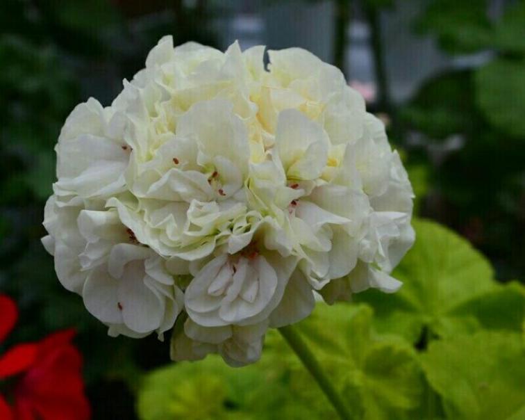 Пеларгония Brookside Garland 2