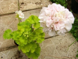 Пеларгония Brookside Garland
