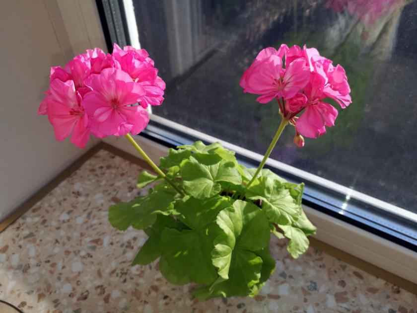 Пеларгония Brookside Rosa 2