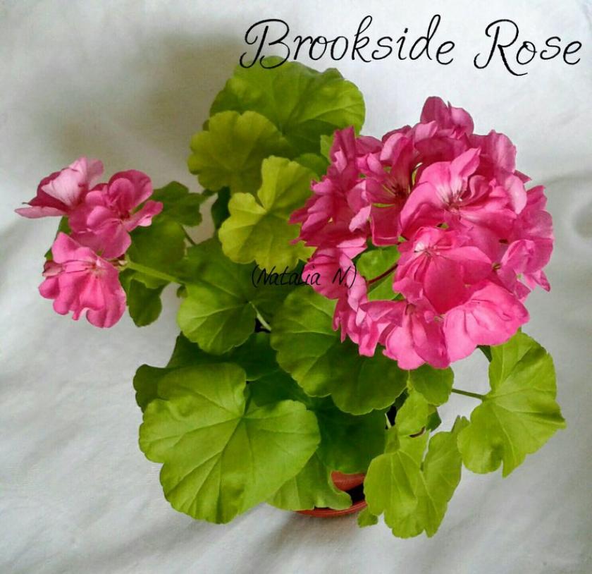 Пеларгония Brookside Rosa 3