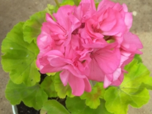 Пеларгония Brookside Rosa