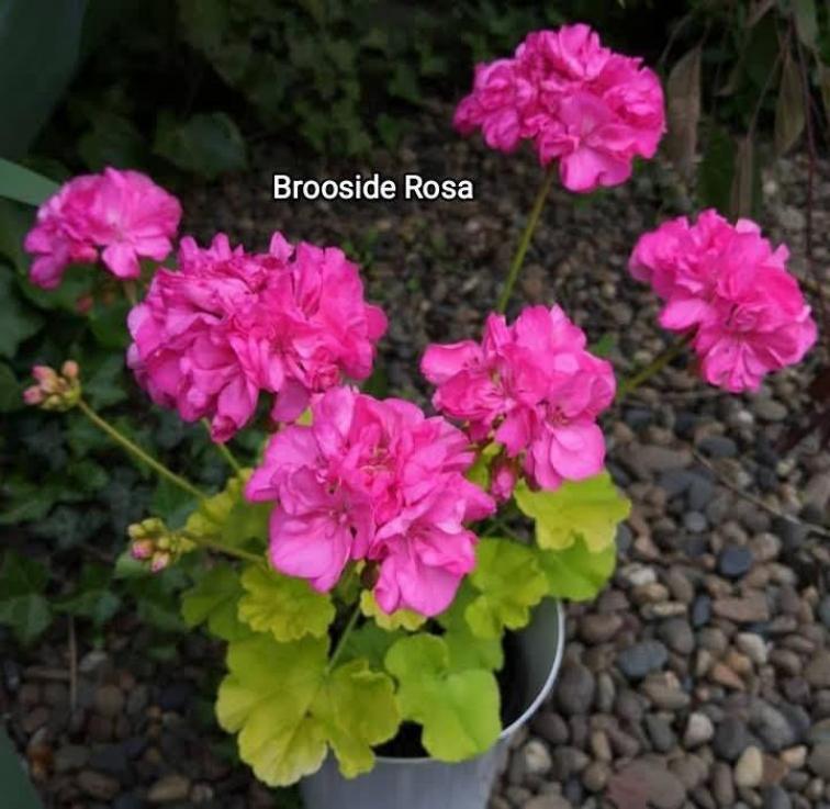 Пеларгония Brookside Rosa 6