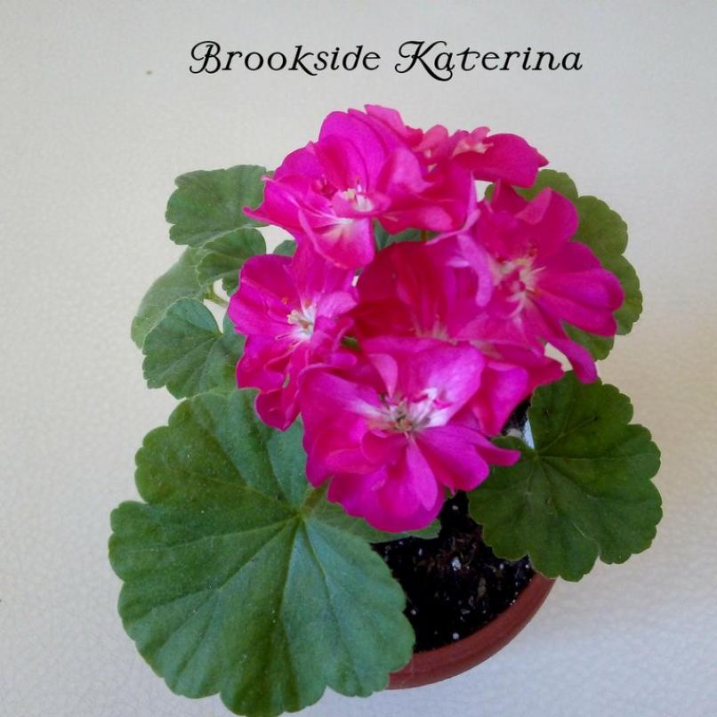 Пеларгония Бруксайд Катерина (Brookside Katerina) 3