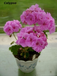 Пеларгония Calypso