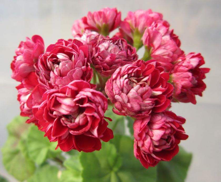 Пеларгония Cooks Scarlet and White 2