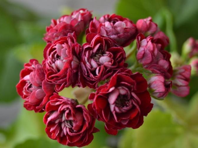 Пеларгония Cooks Scarlet and White 3