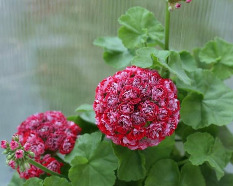 Пеларгония Cooks Scarlet and White 4