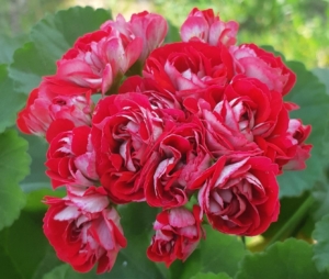 Пеларгония Cooks Scarlet and White
