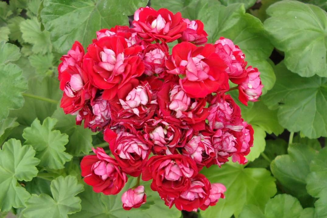 Пеларгония Cooks Scarlet and White 5