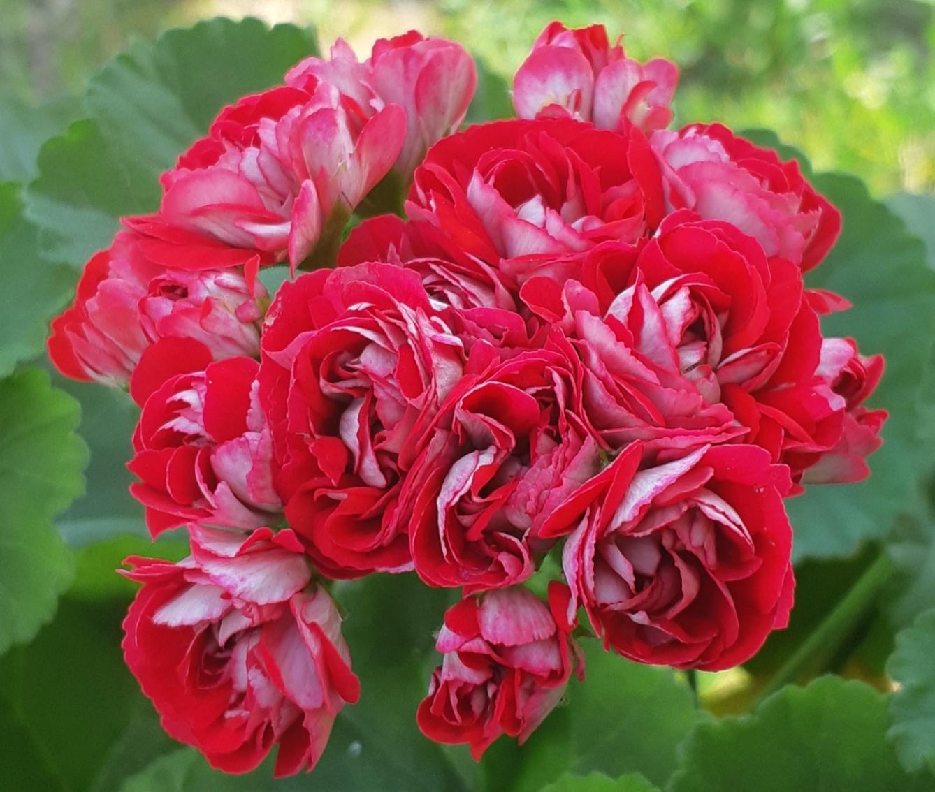 Пеларгония Cooks Scarlet and White
