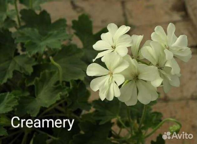 Пеларгония Creamery 4