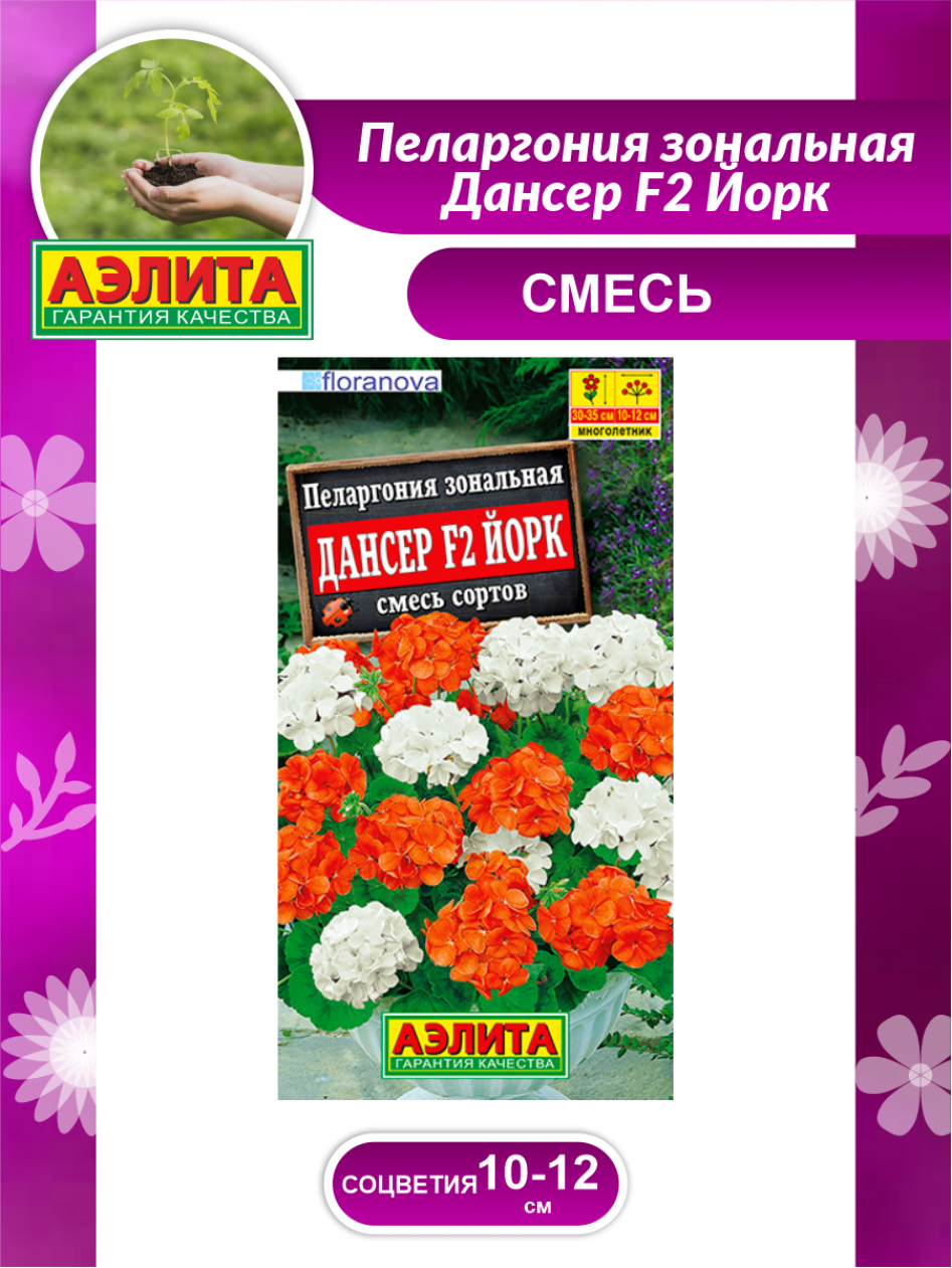 Пеларгония Дансер F2 Йорк 3