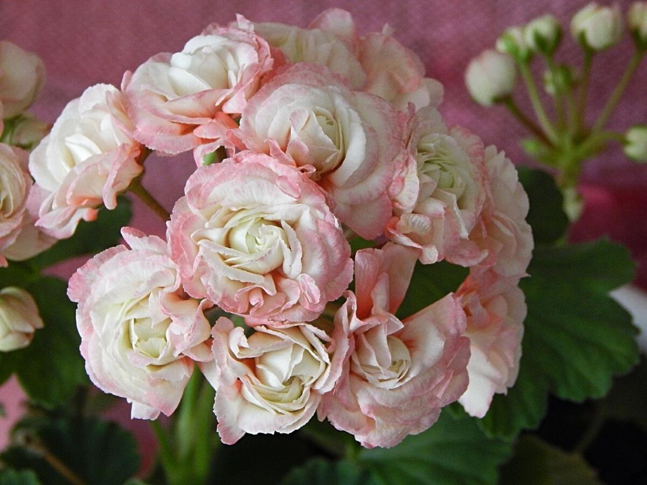 Пеларгония Дениз Сутарве (Denise Sutarve) 2