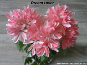 Пеларгония Dream Lover