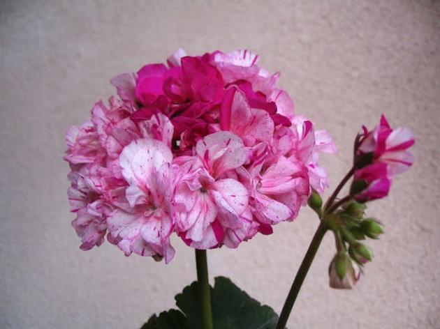 Пеларгония Dylan Cherone 4