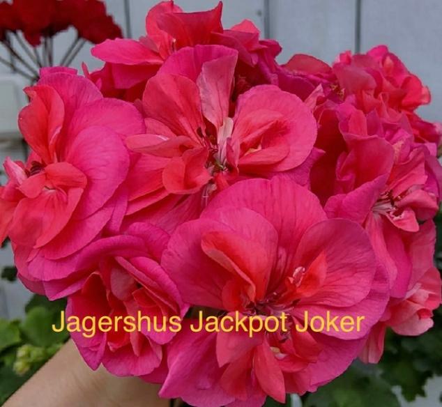 Пеларгония Джагершус Джекпот Джокер (Jagershus Jackpot Joker) 4