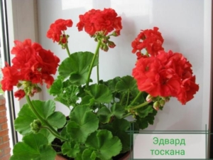 Пеларгония Эдвардс Тоскана (Edwards Toscana)