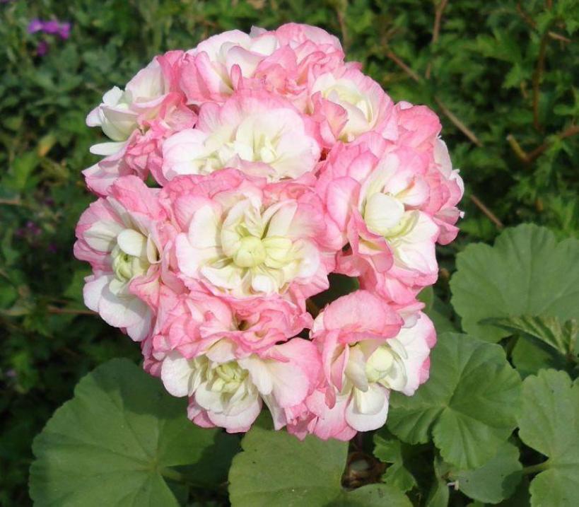 Пеларгония Эппл Блоссом Розебуд (Apple Blossom Rosebud) 2